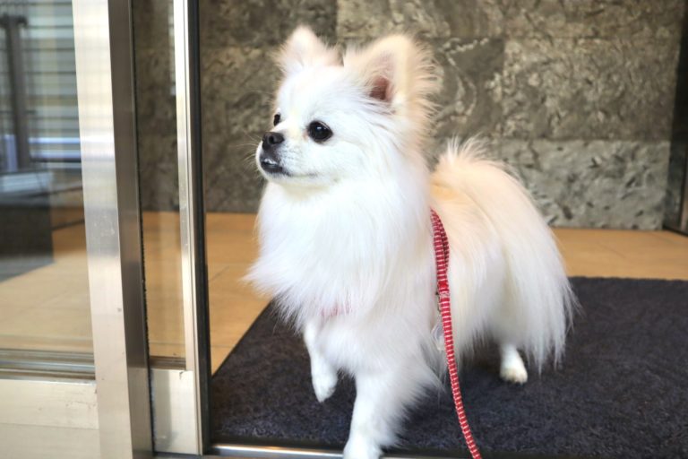 ペットの命を守る、エレベーターでの注意点