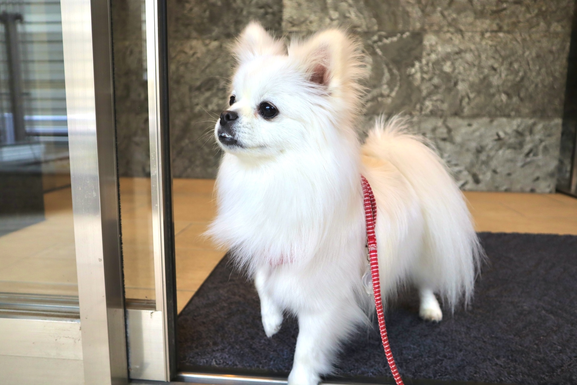 ペットの命を守る、エレベーターでの注意点